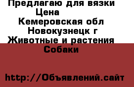 Предлагаю для вязки › Цена ­ 3 000 - Кемеровская обл., Новокузнецк г. Животные и растения » Собаки   